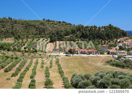 Olive plantations in Nea Skioni village, Greece 122880870