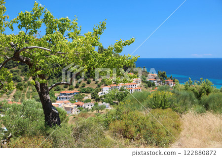 Green tree near Nea Skioni village, Kassandra peninsula, Chalkidiki, Greece 122880872