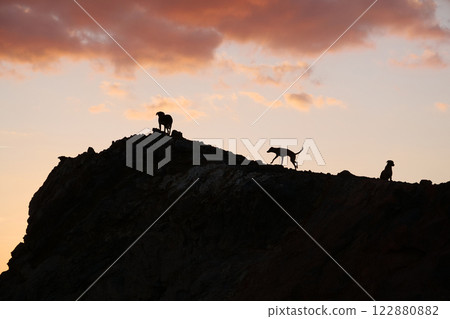 Pack of ownerless dogs on mountain 122880882