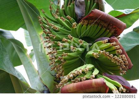 Small green bananas grows at plantation 122880891