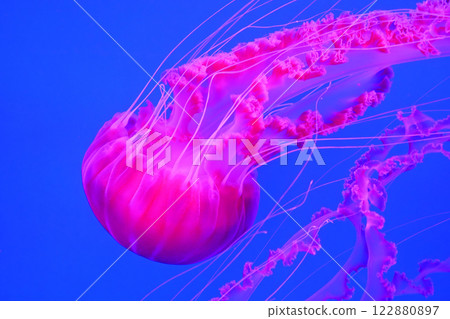 Pink medusa swims underwater Pink medusa swims underwater 122880897