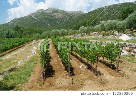 Vineyard, grape plantation 122880899