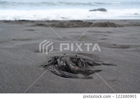 Black dead bird lies on the beach with black volcanic sand Black dead bird lies on the beach with black volcanic sand 122880901