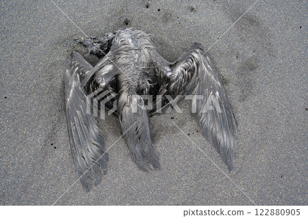 Black dead bird lies on the beach with black volcanic sand 122880905