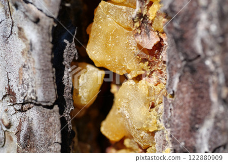 Yellow resin of pine tree 122880909