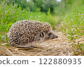 Small hedgehog stands on the path 122880935