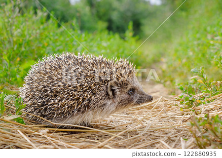 Small hedgehog stands on the path Small hedgehog stands on the path 122880935