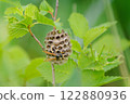 Paper wasp builds a nest on a hazel branch, green grasshopper on background 122880936