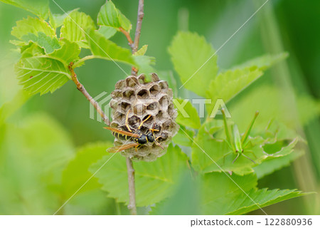 Paper wasp builds a nest on a hazel branch, green grasshopper on background Paper wasp builds a nest on a hazel branch, green grasshopper on background 122880936