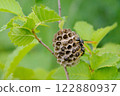 Paper wasp builds a nest on a hazel branch 122880937