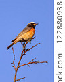 Common Redstart (male) sitting on a branch, clear blue sky 122880938