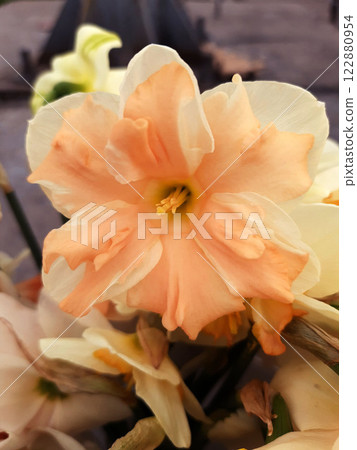 Close up narcissus flower 122880954