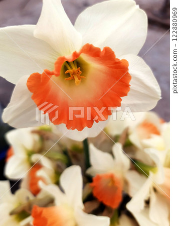 Close up narcissus flower Close up narcissus flower 122880969