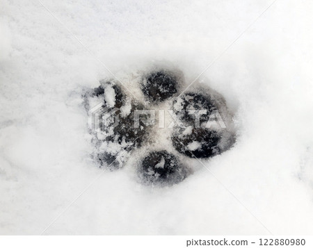 Close-up of a dog footprint in the snow 122880980
