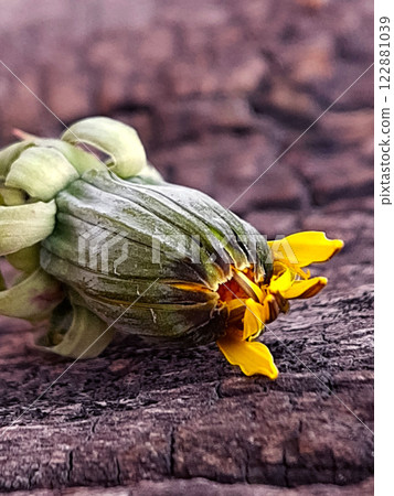 Dandelion bud unopened on wooden background 122881039