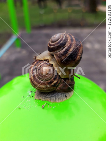 Grape snails close up 122881109