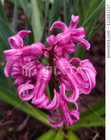 Hyacinth orientalis close-up Hyacinth orientalis close-up 122881117
