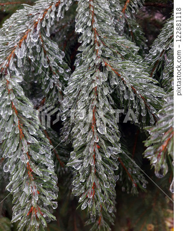 Icy pine branches close-up Icy pine branches close-up 122881118
