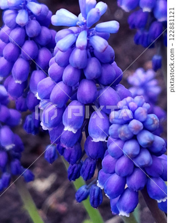 Muscari armenian closeup 122881121