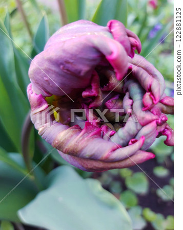Parrot tulip close-up 122881125