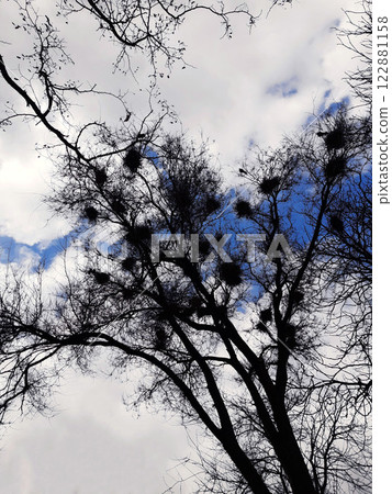 Crows nest in a tree Crows nest in a tree 122881158