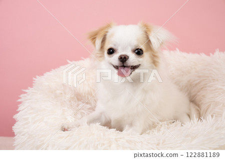 A white chihuahua in a pink bag and a white bed 122881189