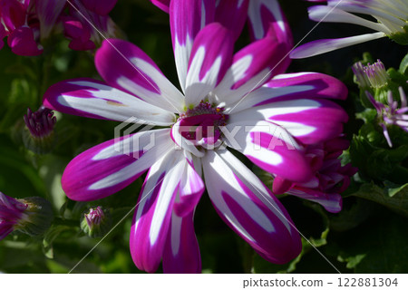 Cineraria 122881304