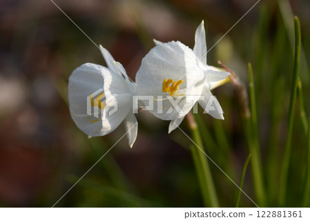 Narcissus Narcissus 122881361