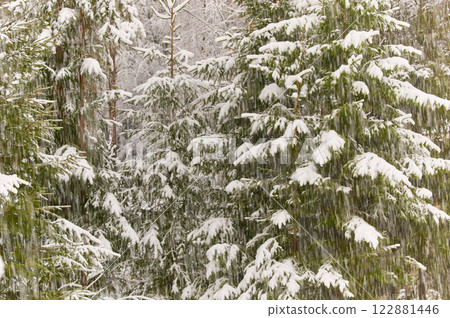 The heavy snowfall in a wild park, winter fairy tale in the forest, snow-covered tree branches, large flakes of snow are slowly falling, nobody, snow storm, blizzard 122881446