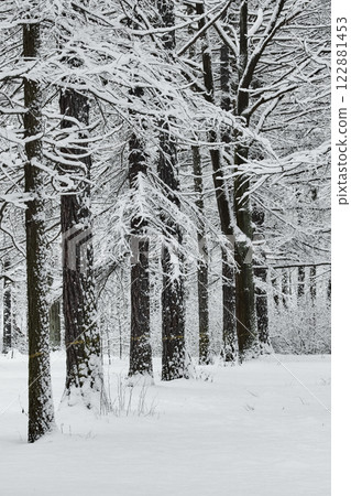 The heavy snowfall in a wild park, winter fairy tale in the forest, snow-covered tree branches, large flakes of snow are slowly falling, nobody, snow storm, blizzard The heavy snowfall in a wild park, winter fairy tale in the forest, snow-covered tree branches, large flakes of snow are slowly falling, nobody, snow storm, blizzard 122881453