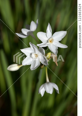 扶桑薩基 122881624