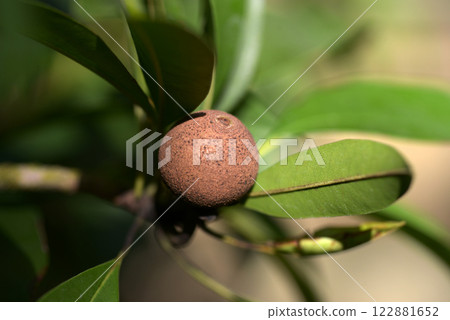 Sabozilla Sabozilla 122881652