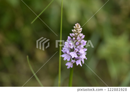 Common spotted orchid 122881928