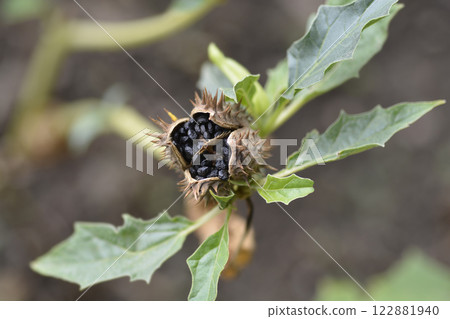 Sacred thorn apple Sacred thorn apple 122881940