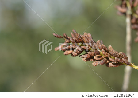 False indigo-bush False indigo-bush 122881964