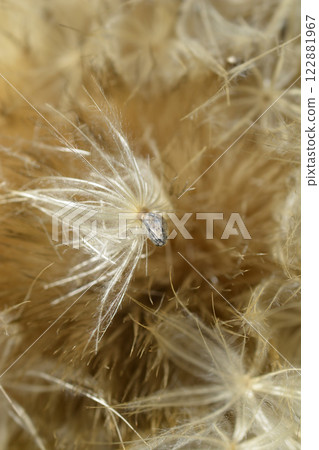Artichoke thistle Artichoke thistle 122881967