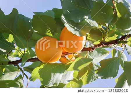 Apricots growing on a tree branch with green leaves. Apricots growing on a tree branch with green leaves. 122882018