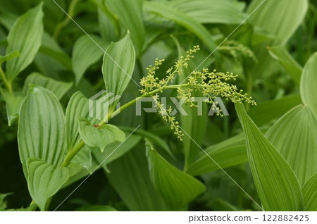 A Japanese endemic species of bamboo grass called broad-leaved bamboo, known as Sasa gracilis, grows in Tsugaike, Shinshu. The inflorescences of the grass are beautiful, but the flowers are inconspicuous but numerous small green flowers. A Japanese endemic species of bamboo grass called broad-leaved bamboo, known as Sasa gracilis, grows in Tsugaike, Shinshu. The inflorescences of the grass are beautiful, but the flowers are inconspicuous but numerous small green flowers. 122882425