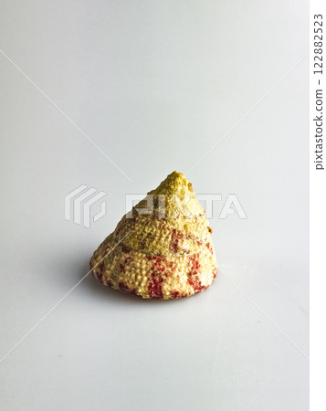 Shell Tectus virgatus on a white background Shell Tectus virgatus on a white background 122882523