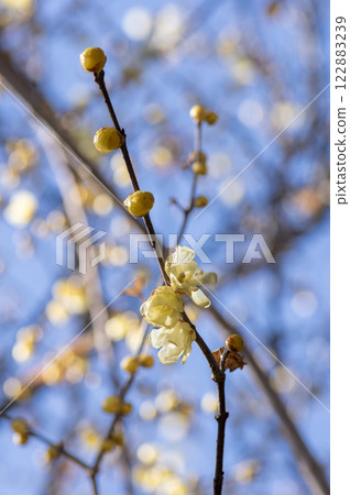 在藍天的蠟配管 在藍天的蠟配管 122883239