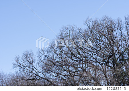 Blue winter sky over the forest Blue winter sky over the forest 122883243