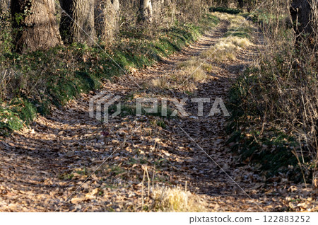 A path of fallen leaves leading deep into the forest 122883252