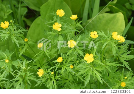 A group of buttercups, an alpine plant with beautiful yellow flowers and deeply lobed leaves, seen in the wetlands of Tsugaike, Shinshu 122883301