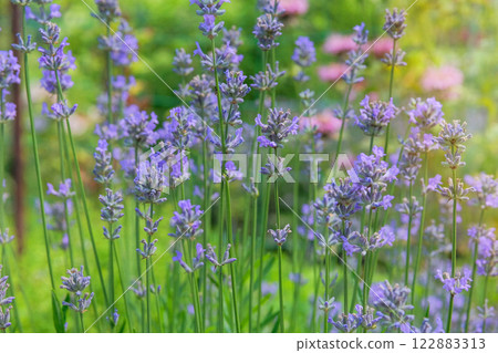 Lavandula officinalis is blooming in sunny day. Evergreen shrub that blooms with purple flowers in summer. Lavandula grows in meadow. Cottage garden. 122883313