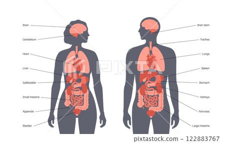 Human internal organs Human internal organs 122883767