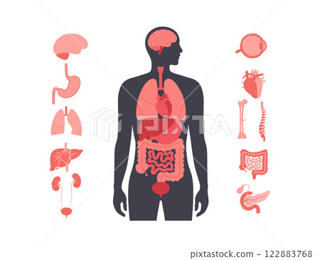 Human internal organs Human internal organs 122883768