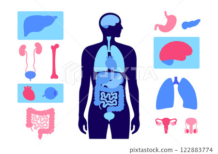Human internal organs 122883774