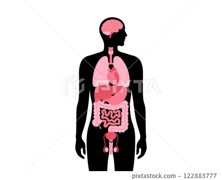 Human internal organs 122883777