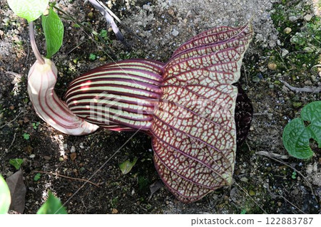 The largest flower in Africa, Aristolochia goldiana, resembles a horn the size of a human face and is grotesque 122883787