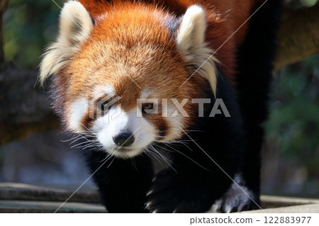 Red panda walking Red panda walking 122883977